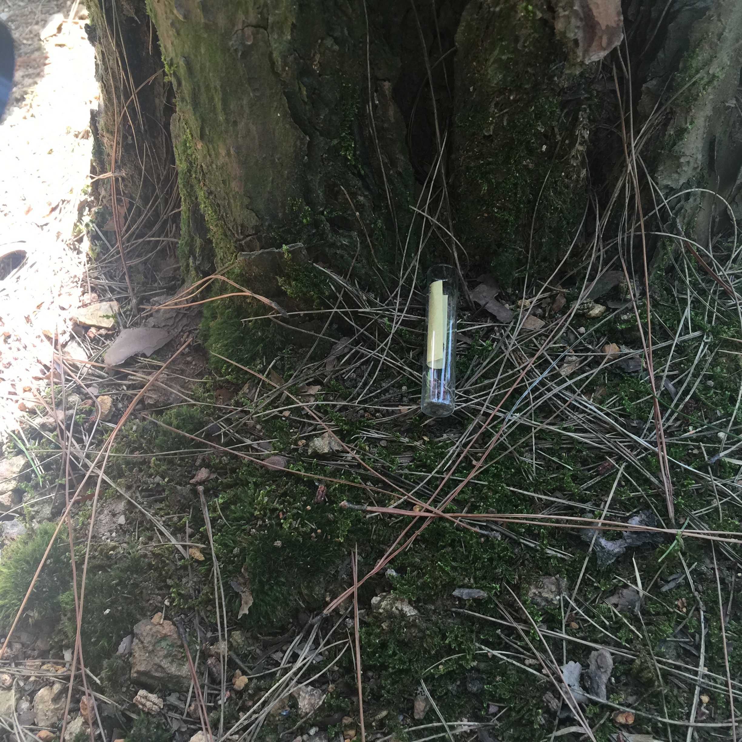 枞阳县松褐天牛防治项目（释放花绒寄甲）